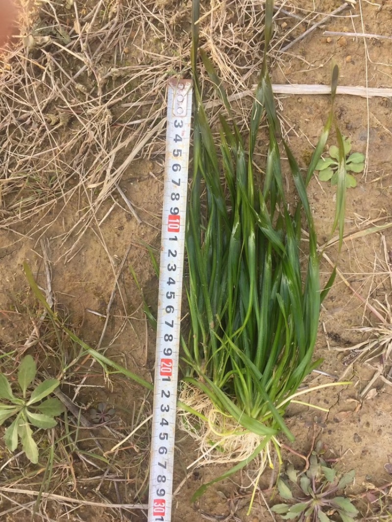 四季苦草，矮生苦草，水质净化，养蟹专业用草