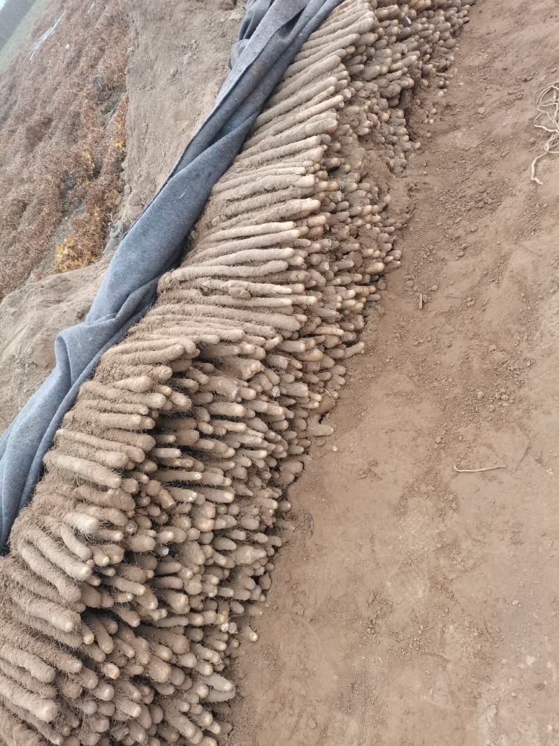 河北省邯郸市临漳县万亩铁棍山药大量出土需要的联系