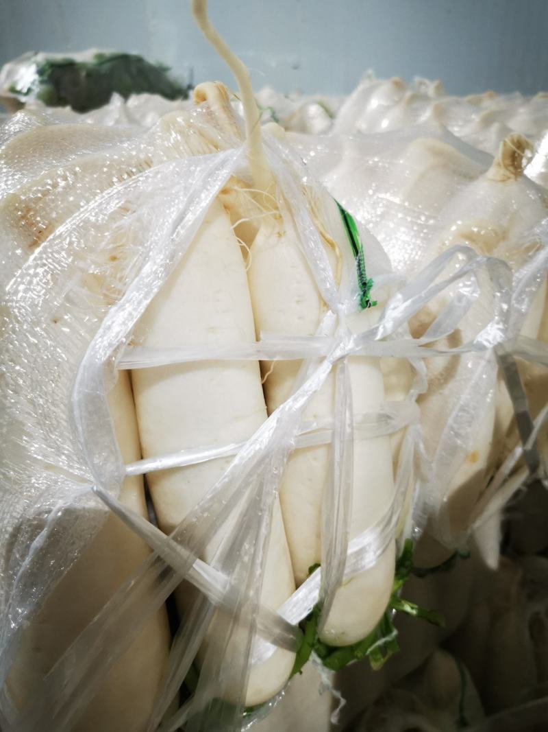 白萝卜萝卜大量供应一手货源场地直销贵州威宁有需要的uh
