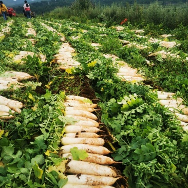 白萝卜萝卜大量供应一手货源场地直销贵州威宁有需要的uh