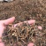 【推】干豆角段质量保证全国发货量大从优备受好评