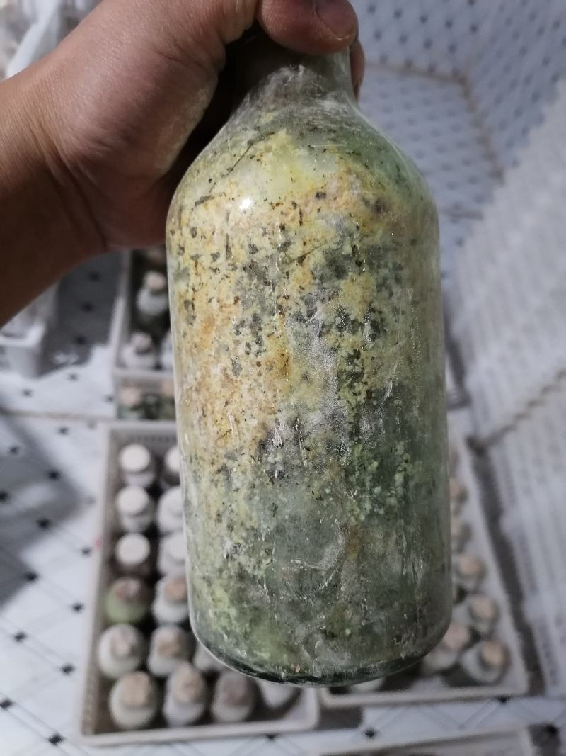 羊肚菌菌种羊肚菌原种羊肚菌种子羊肚菌栽培种羊肚菌种