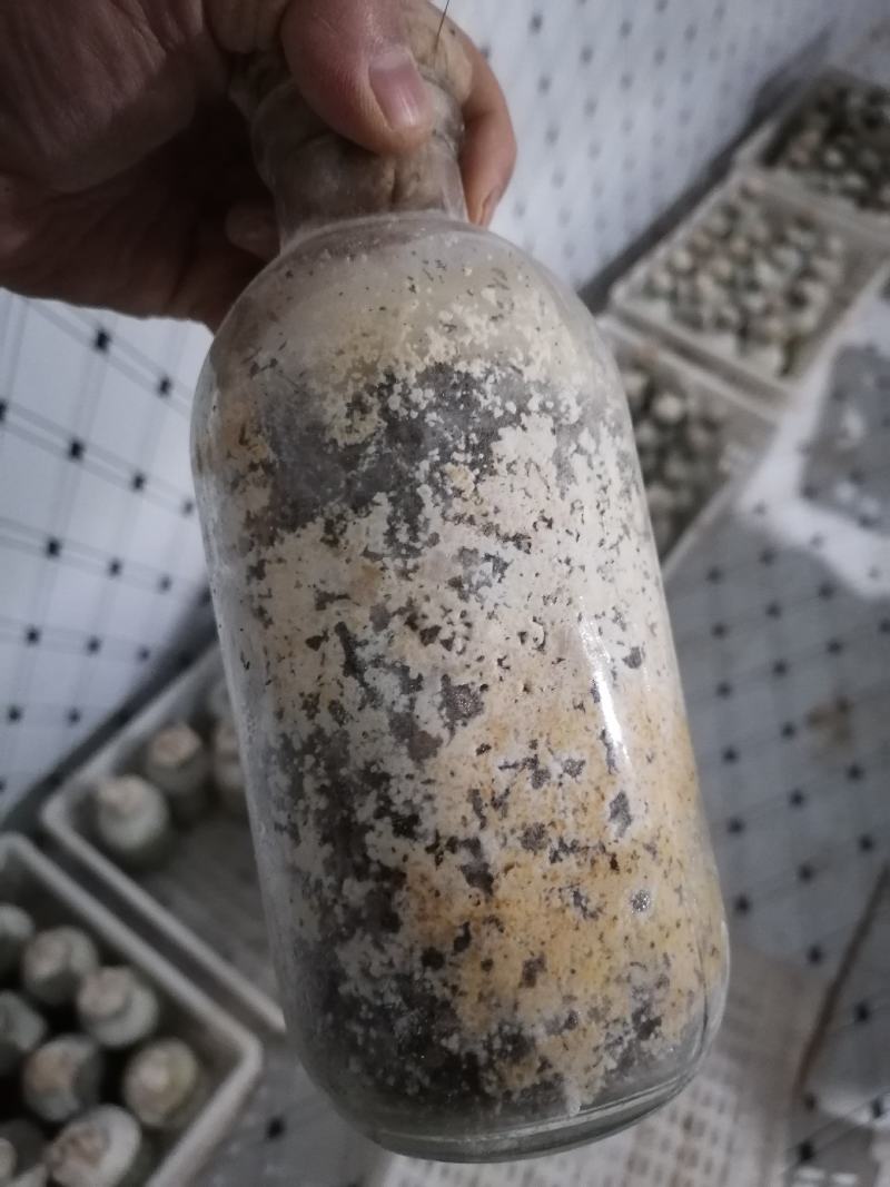 羊肚菌菌种羊肚菌原种羊肚菌种子羊肚菌栽培种羊肚菌种