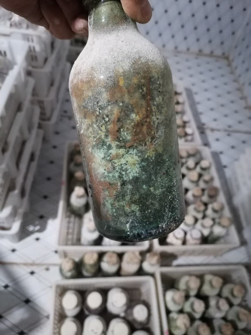 羊肚菌菌种羊肚菌原种羊肚菌种子羊肚菌栽培种羊肚菌种