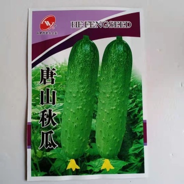 秋黄瓜种子唐山秋瓜数百粒水果小黄瓜甜脆黄瓜种子