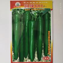 润辣601牛角椒种子原装中早熟杂交品种种子