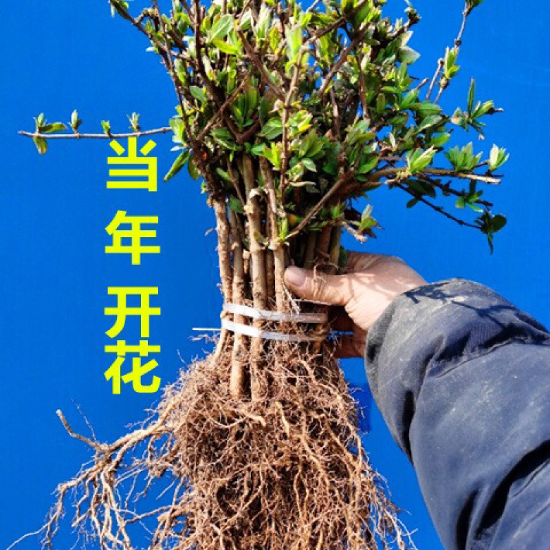 金银花苗、贝花、湘蕾花王、四季花、技术指导合同回收