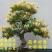 金银花苗、贝花、湘蕾花王、四季花、技术指导合同回收