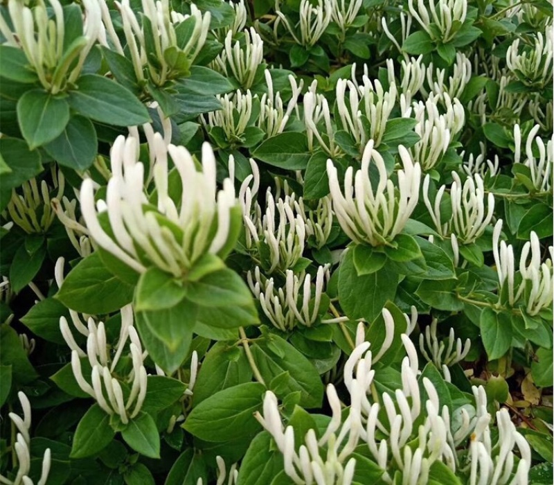 金银花苗、贝花、湘蕾花王、四季花、技术指导合同回收