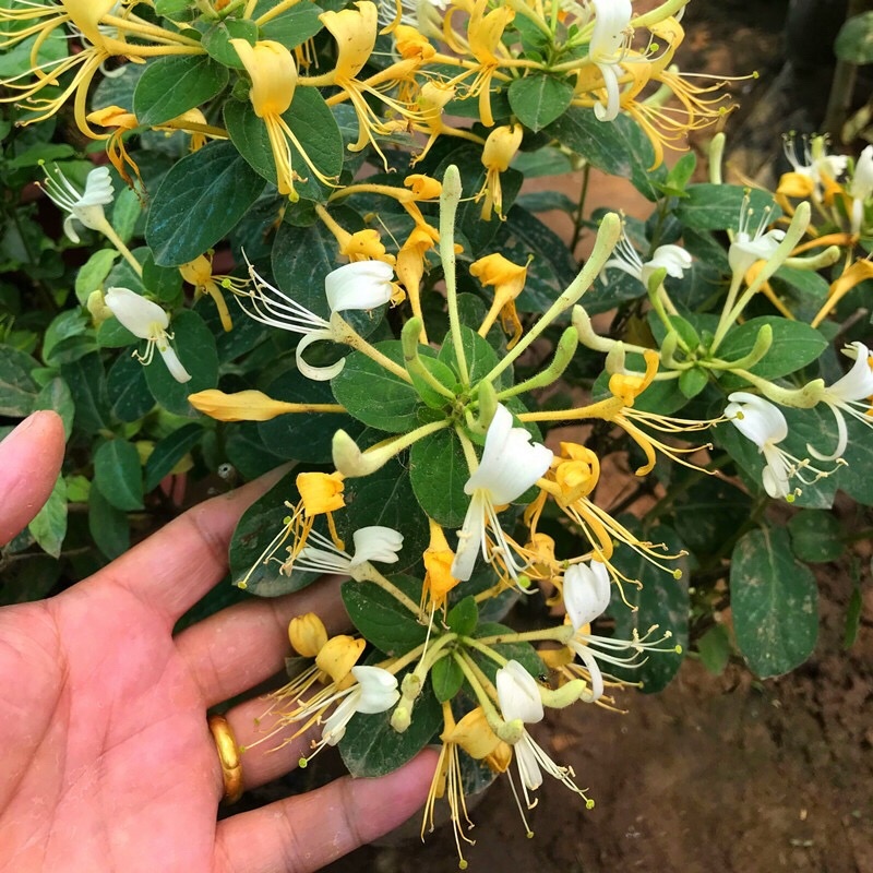 金银花苗、贝花、湘蕾花王、四季花、技术指导合同回收
