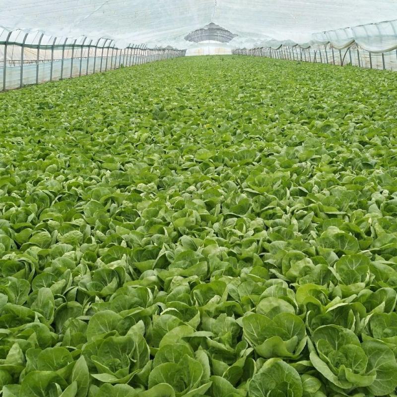 奶白菜山东曹县新鲜蔬菜小青菜奶白菜各种叶菜产地直发