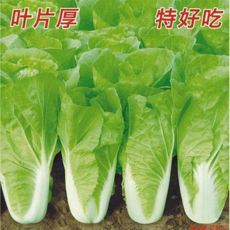奶白菜山东曹县新鲜蔬菜小青菜奶白菜各种叶菜产地直发