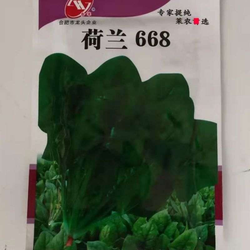 荷兰668菠菜种子叶片肥厚质嫩，四季长势强蔬菜种子