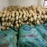【精选】河南唐河莲藕六号和35藕产地直发欢迎选购！