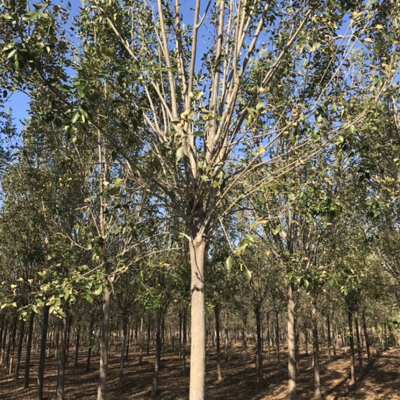 保定悦诚园林老白蜡绒毛白蜡小叶白蜡