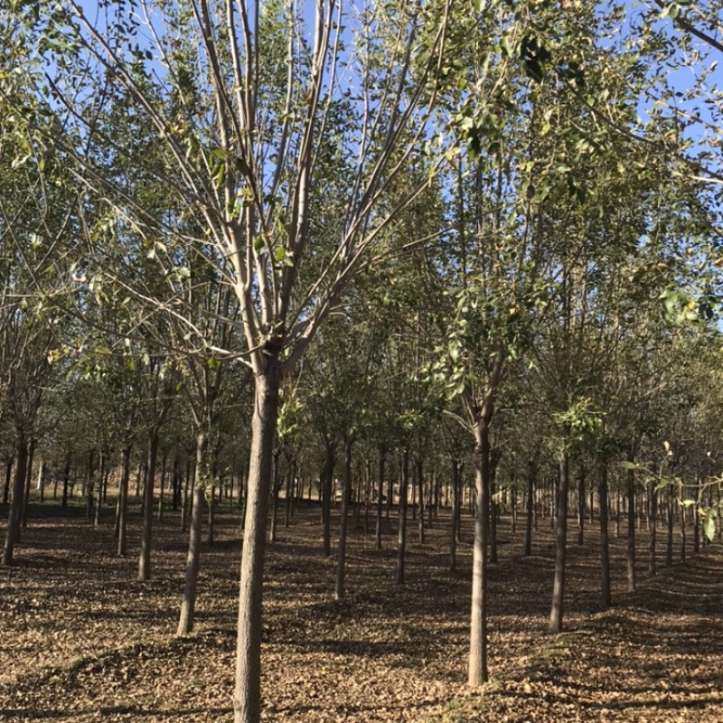 保定悦诚园林老白蜡绒毛白蜡小叶白蜡