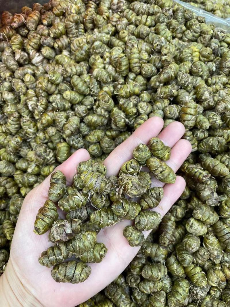浙江铁皮石斛