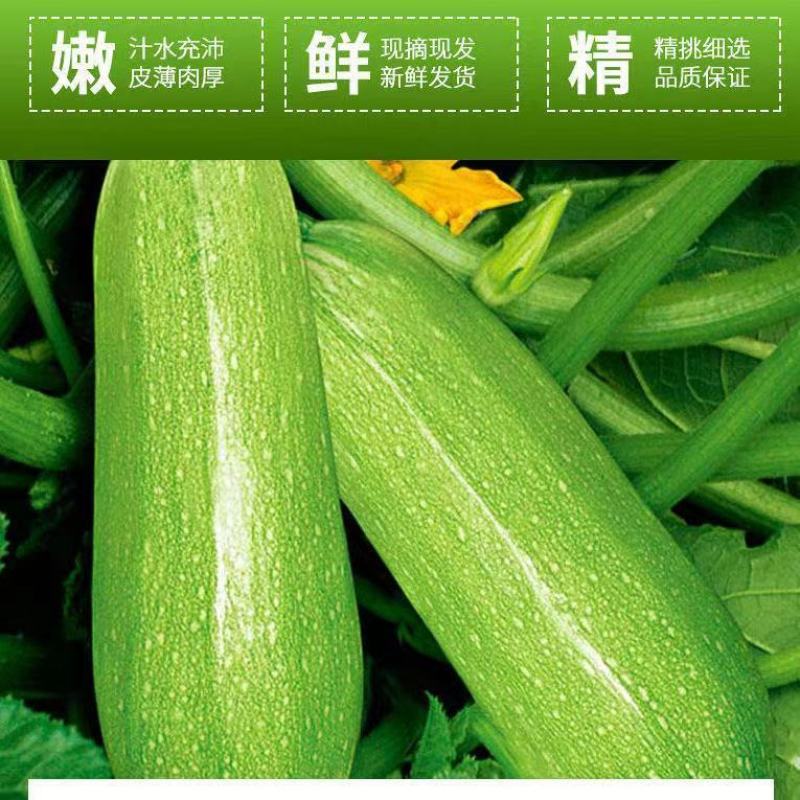 【西葫芦】玉冠西葫芦种子小嫩瓜鲜嫩茭瓜白角瓜菜瓜番瓜