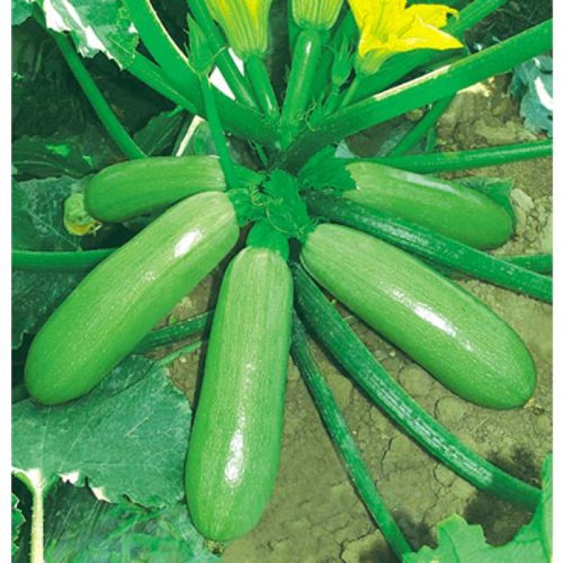 【西葫芦】玉冠西葫芦种子小嫩瓜鲜嫩茭瓜白角瓜菜瓜番瓜