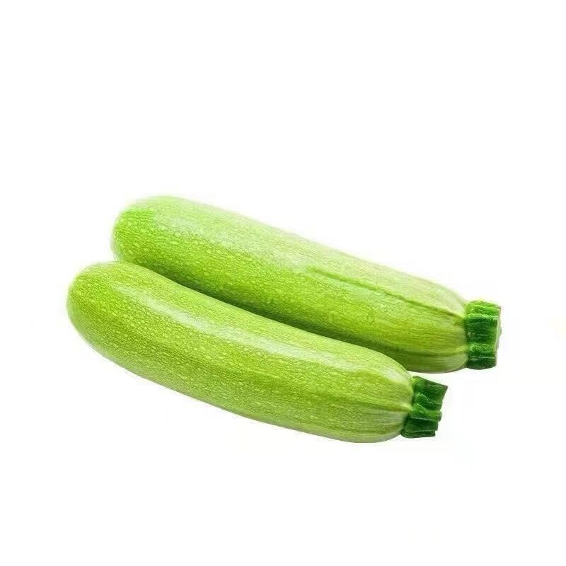 【西葫芦】玉冠西葫芦种子小嫩瓜鲜嫩茭瓜白角瓜菜瓜番瓜