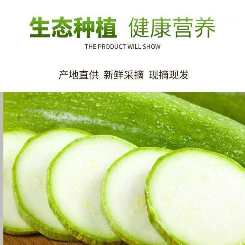 【西葫芦】玉冠西葫芦种子小嫩瓜鲜嫩茭瓜白角瓜菜瓜番瓜