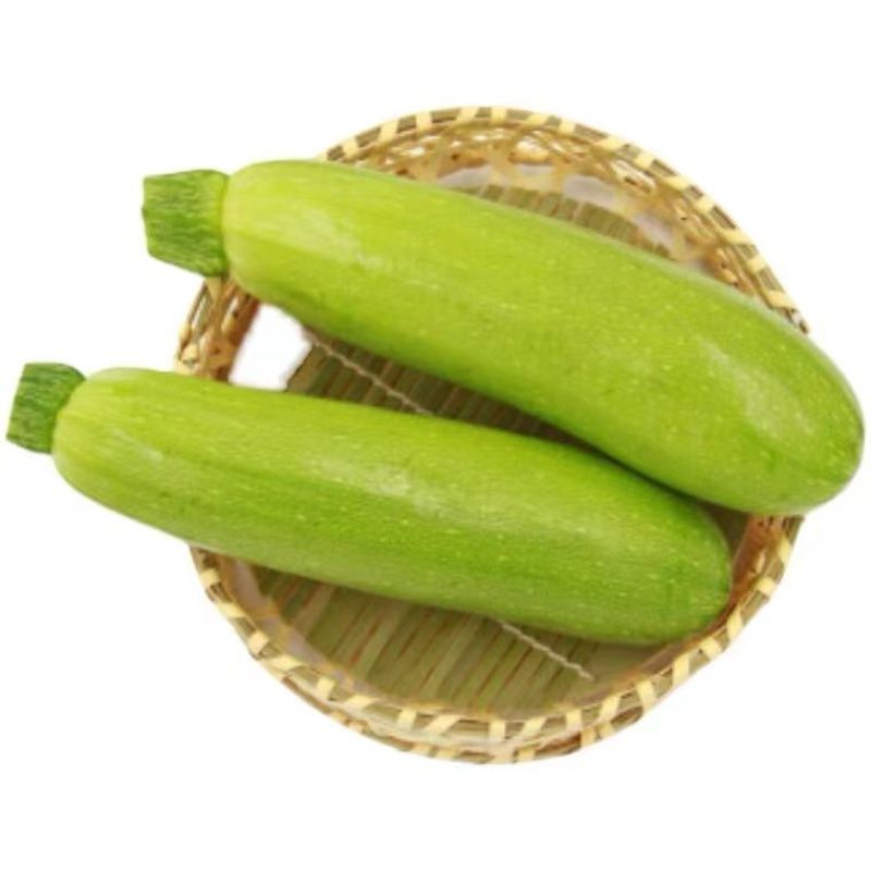 【西葫芦】玉冠西葫芦种子小嫩瓜鲜嫩茭瓜白角瓜菜瓜番瓜