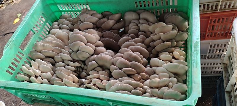 河南平菇平菇菌棒食用菌