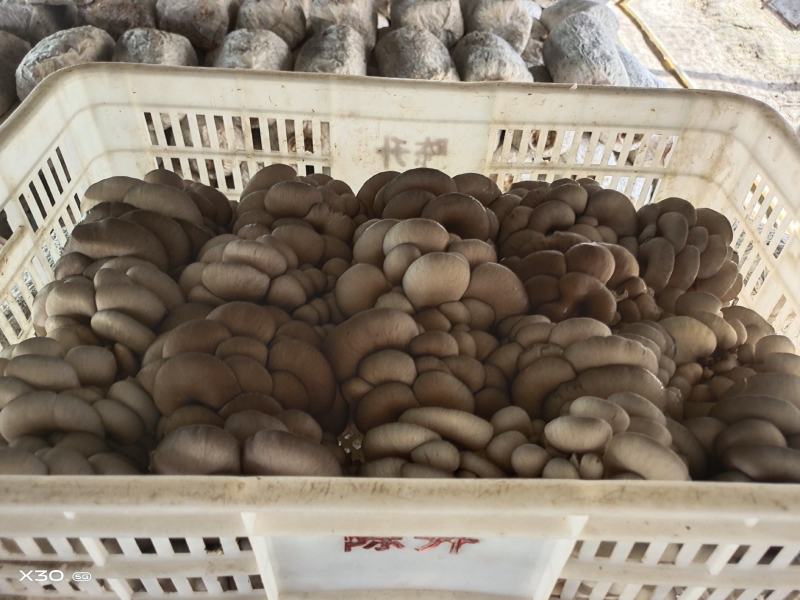 河南平菇平菇菌棒食用菌