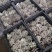 河南平菇平菇菌棒食用菌
