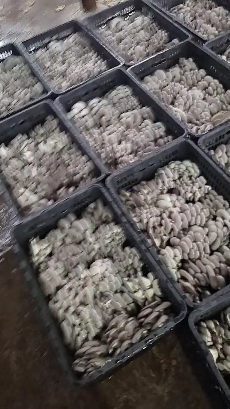 河南平菇平菇菌棒食用菌