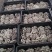 河南平菇平菇菌棒食用菌