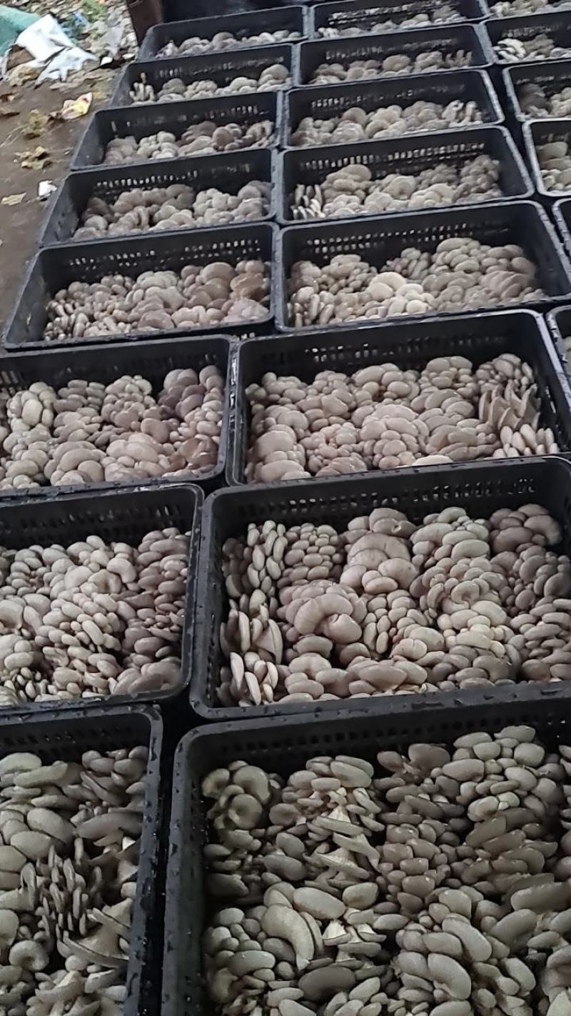 河南平菇平菇菌棒食用菌