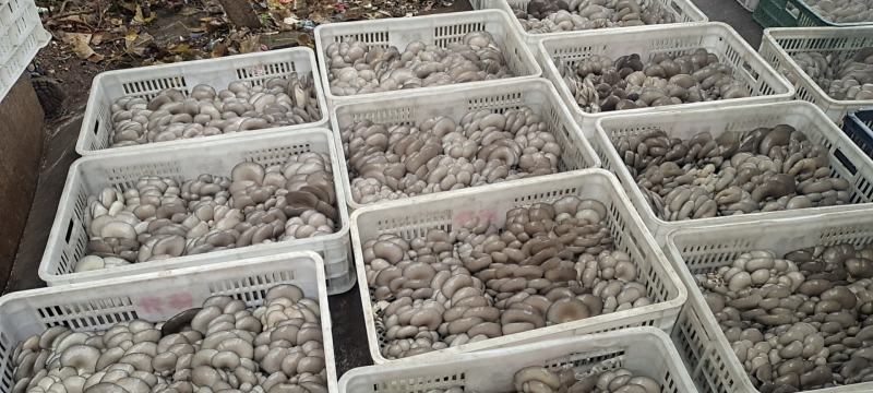 河南平菇平菇菌棒食用菌