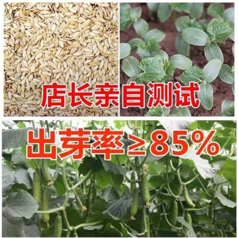 秋黄瓜种子唐山秋瓜数百粒水果小黄瓜甜脆黄瓜种子