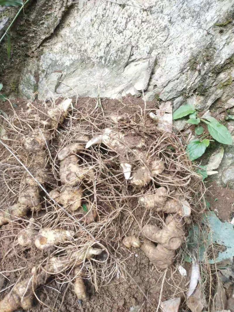 纯野生姜型黄精