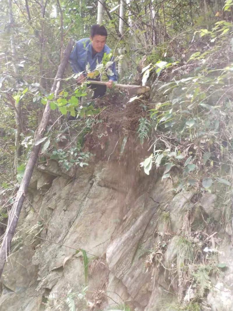 纯野生姜型黄精