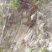 纯野生姜型黄精