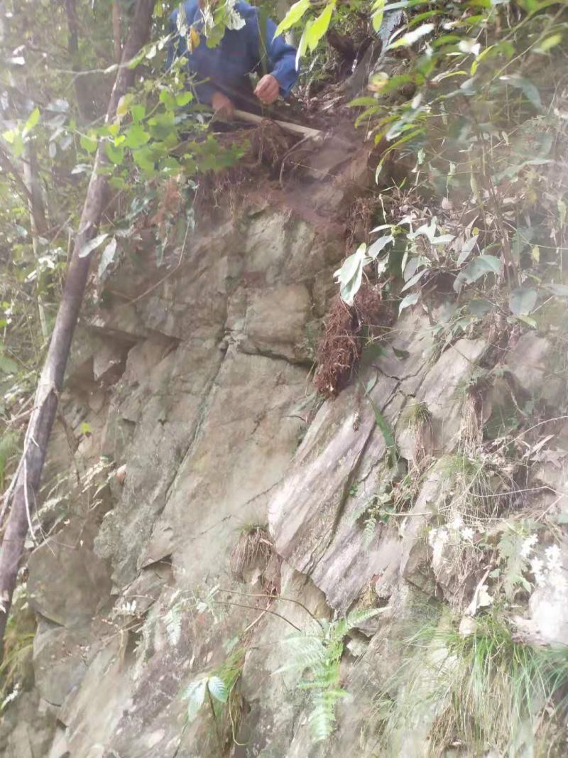 纯野生姜型黄精