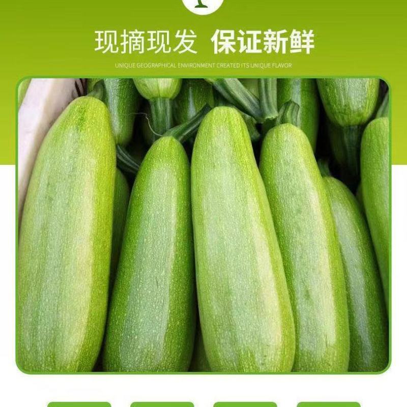 【西葫芦】玉冠西葫芦种子小嫩瓜鲜嫩茭瓜白角瓜菜瓜番瓜