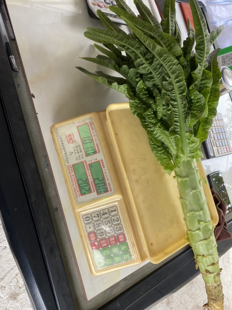 红叶莴笋大量上市中质量好价格合理量大从优来电优惠