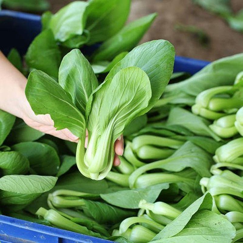 山东新鲜油菜精品油菜当季蔬菜农家自种青菜新鲜采摘