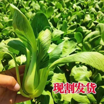 山东新鲜油菜精品油菜当季蔬菜农家自种青菜新鲜采摘