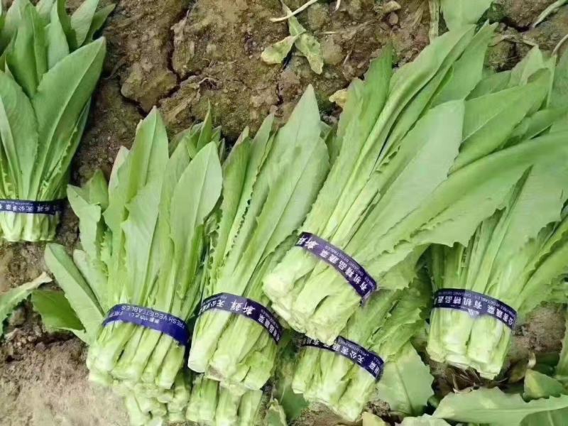 山东新鲜油菜精品油菜当季蔬菜农家自种青菜新鲜采摘