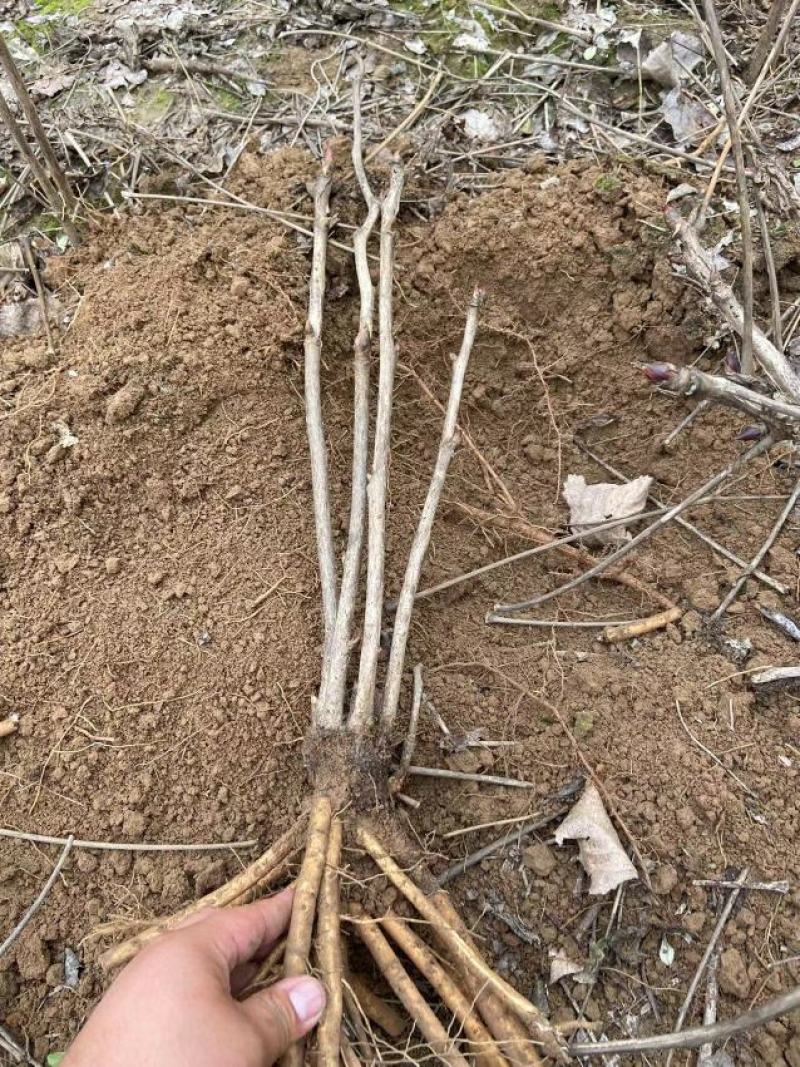 油用牡丹苗牡丹苗凤丹白凤丹丹皮占地牡丹