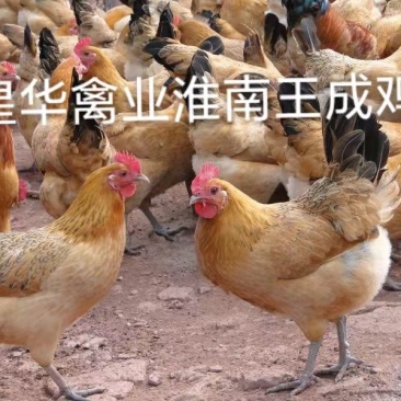 淮南王母