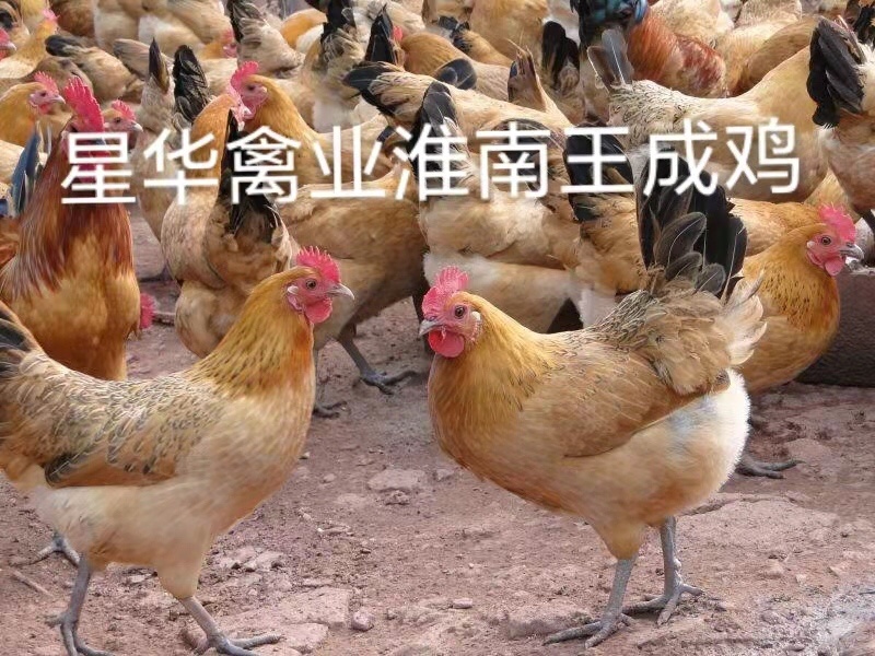 淮南王母