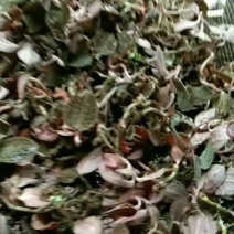 金线莲