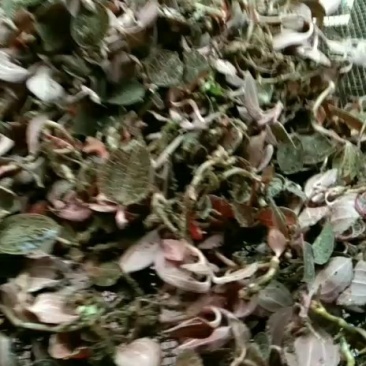 金线莲