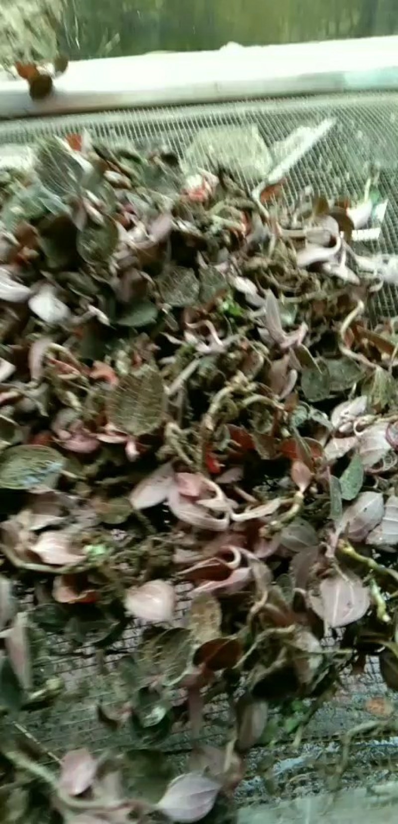 金线莲