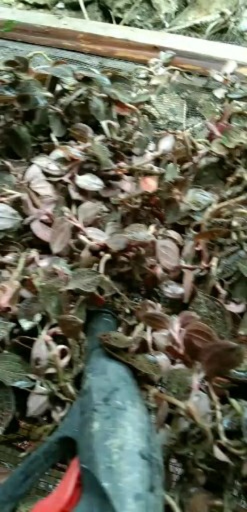 金线莲